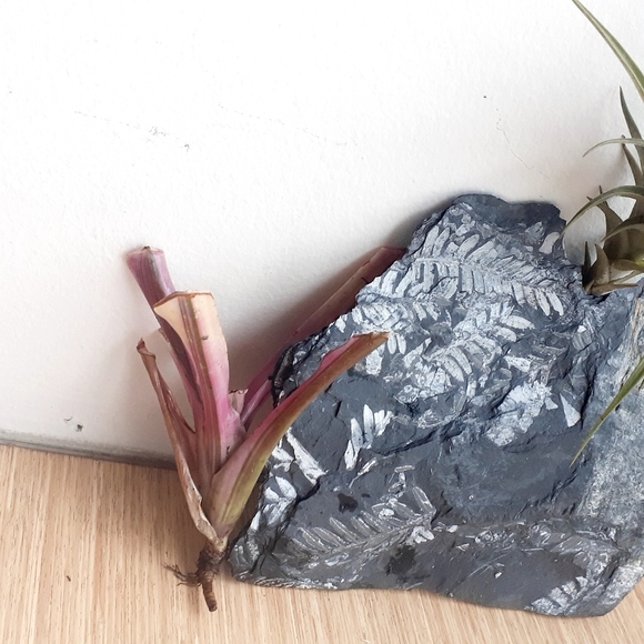 NATURE Garden ART Fossil fern slab airplant decor White Fern Frond - Picture 6 of 8